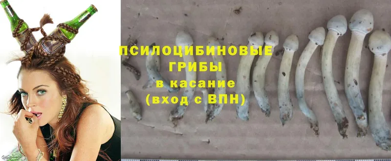 Псилоцибиновые грибы Psilocybe  Химки 