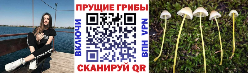 Галлюциногенные грибы Magic Shrooms  Химки 
